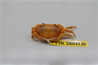 藏品(顯齒澤蟹)的圖片